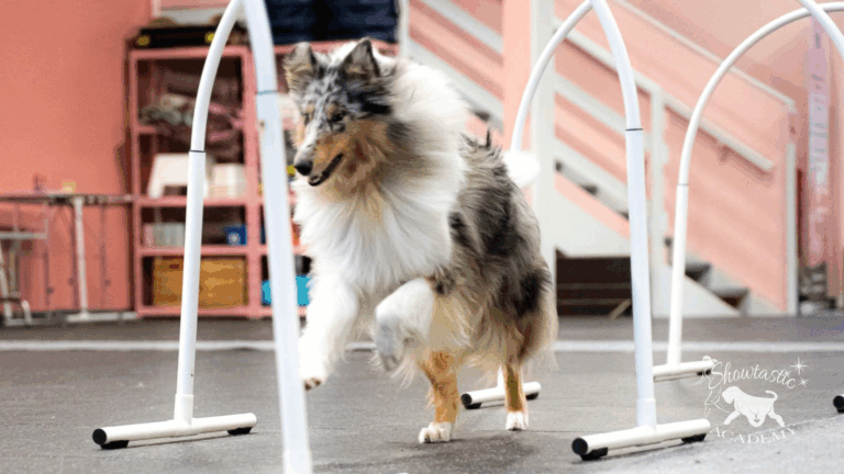 VALMENNUKSET – Viikko 10 (2.-8.3.2026)