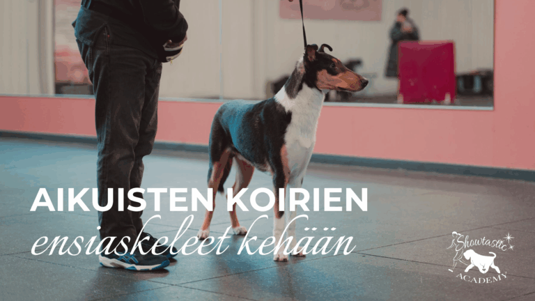 Aikuisten koirien ensiaskeleet kehään – UUSI KURSSI