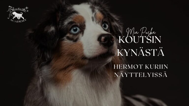 Koutsin kynästä: Hermot kuriin näyttelykehässä